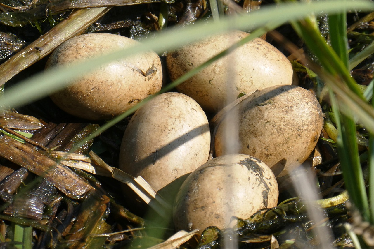 a group of eggs sitting on top of a pile of grass, by Jan Tengnagel, flickr, hurufiyya, marsh vegetation, sunken, 1 female, swamp