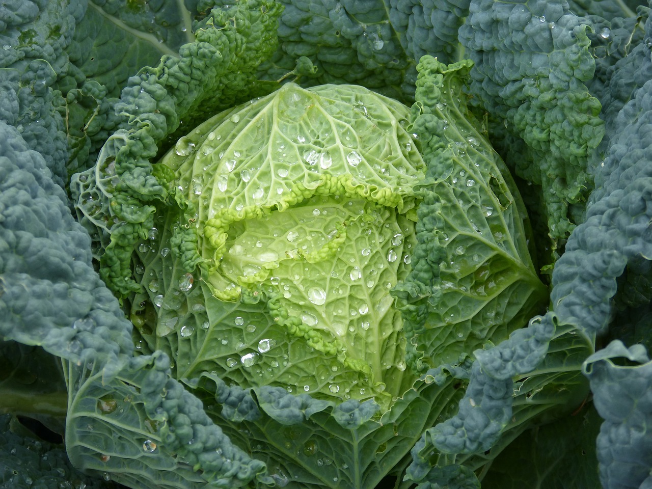 a head of cabbage with water droplets on it, a picture, by Karel Štěch, renaissance, after rain, it\'s name is greeny, very detailed!, with wet faces!!