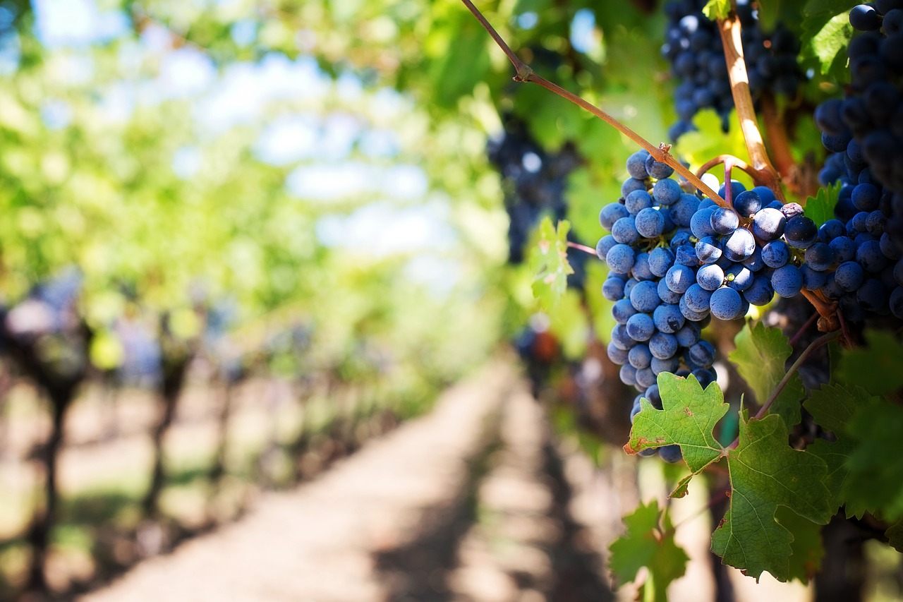 a bunch of blue grapes hanging from a vine, a picture, shutterstock, rows of lush crops, 💋 💄 👠 👗, shallow depth of fielf, an idyllic vineyard