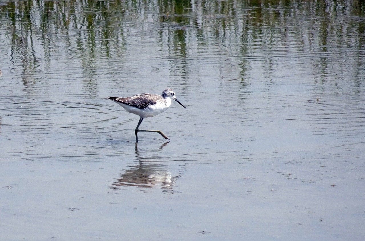 a bird that is walking in the water, by Anna Haifisch, flickr, arabesque, long thin legs, upon a peak in darien, bun, slight overcast weather