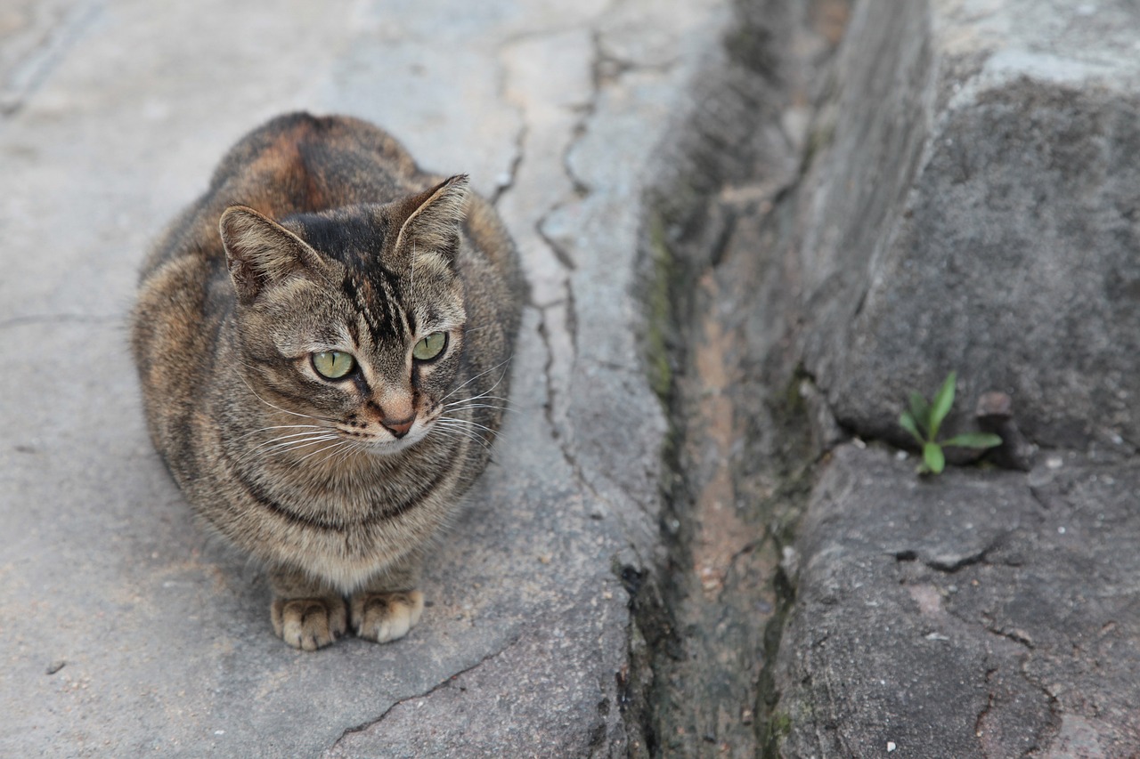 a cat that is sitting on some rocks, by Yi Jaegwan, flickr, in an alley, photograph credit: ap, closeup photo, getty images