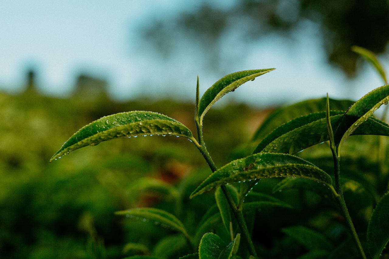 a close up of a plant with water droplets on it, unsplash, hurufiyya, background: assam tea garden, background image, highly detailed leaves, 1128x191 resolution