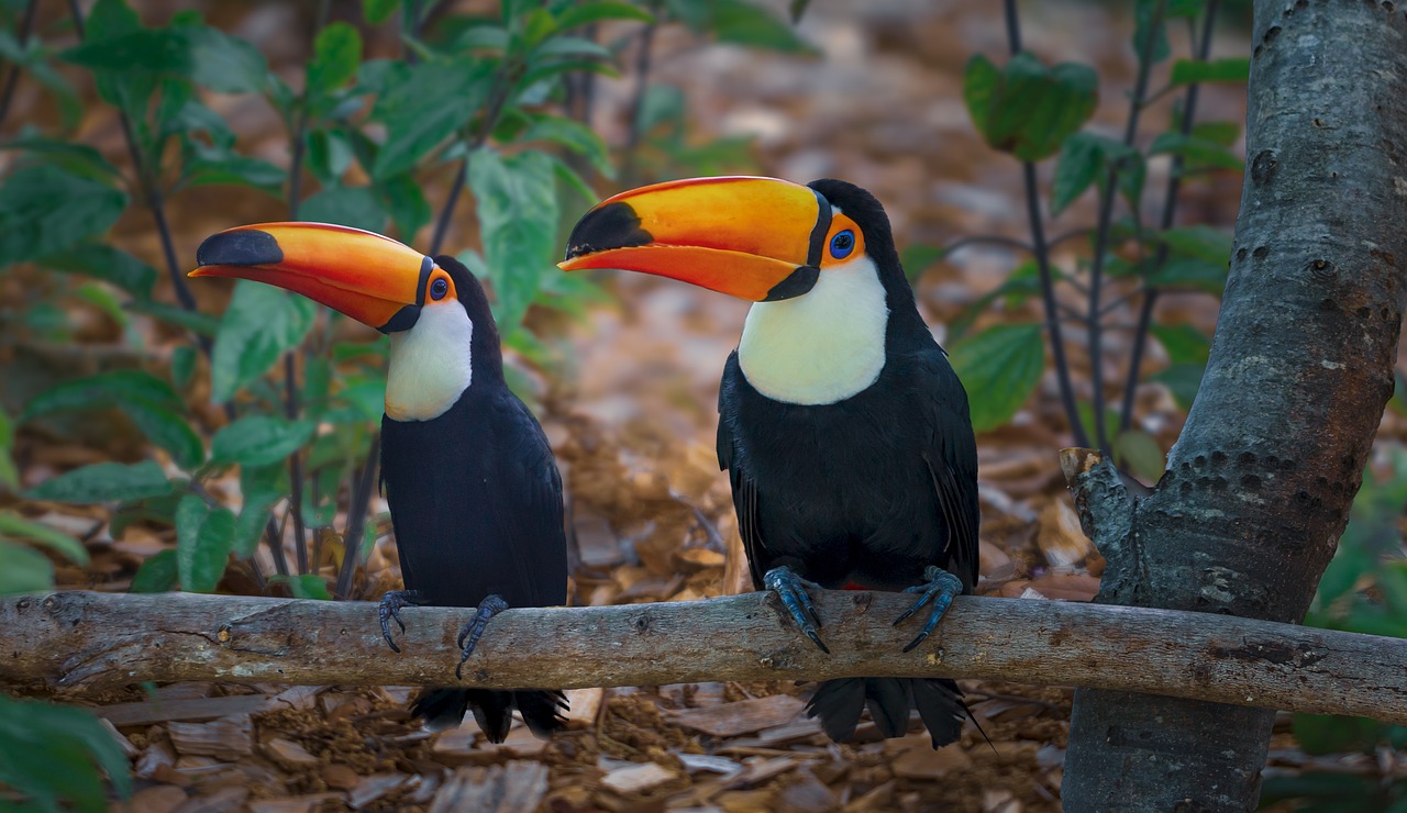 a couple of birds sitting on top of a tree branch, a portrait, by Dietmar Damerau, shutterstock, 6 toucan beaks, vacation photo, innocent look. rich vivid colors, miami