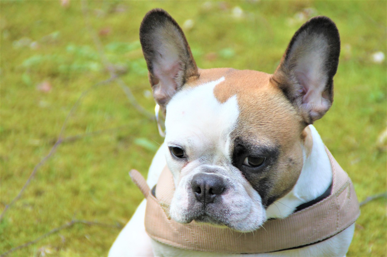 a brown and white dog sitting on top of a lush green field, a pastel, by Emma Andijewska, pexels, bauhaus, french bulldog, collar and leash, fierce expression 4k, frontal close up