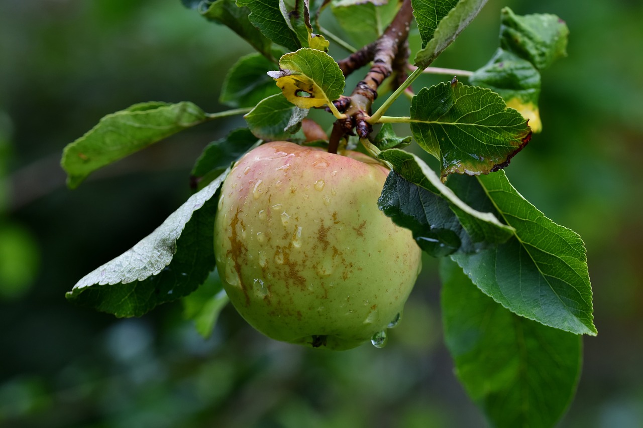 a close up of an apple on a tree, a picture, by Edward Corbett, shutterstock, renaissance, darling wash off in the rain, stock photo, summer morning, very detailed photo
