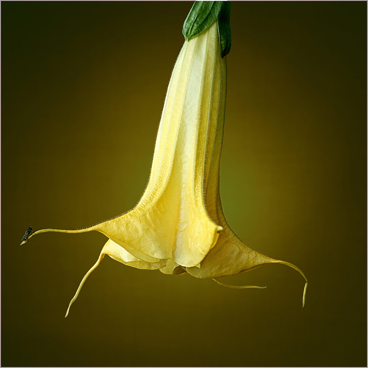 a close up of a yellow flower on a brown background, by Alison Geissler, angel's trumpet, professional fruit photography, ffffound, hanging upside down