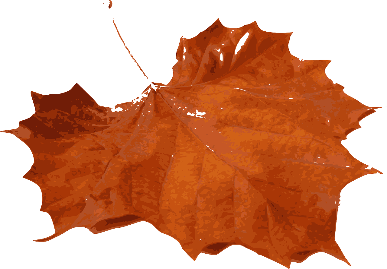 a close up of a leaf on a white background, a digital painting, pixabay, visual art, dark orange, maple syrup sea, !!! very coherent!!! vector art, viewed from the ground