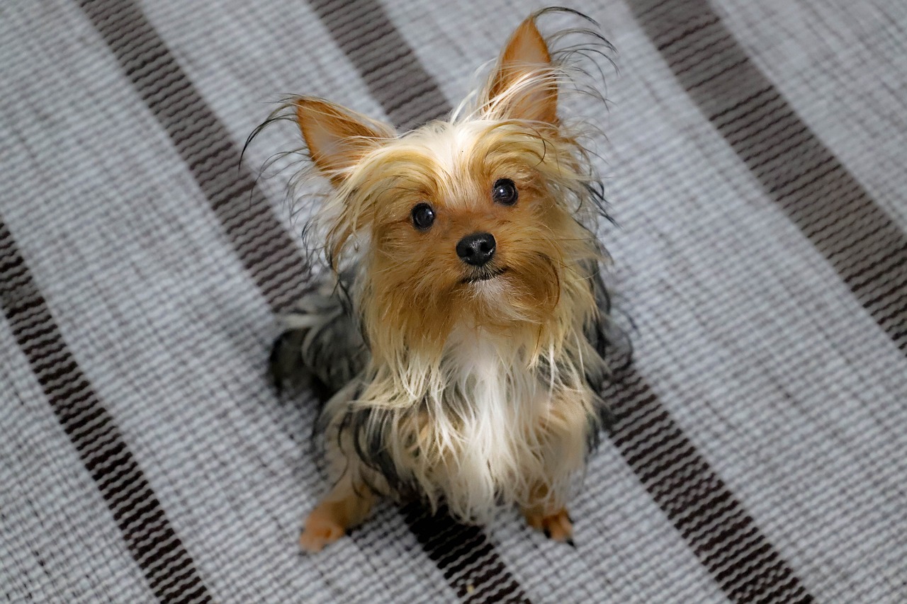 a small dog sitting on top of a rug, a portrait, by David Simpson, pexels, sōsaku hanga, with wet faces!!, yorkshire, portrait n - 9, petite