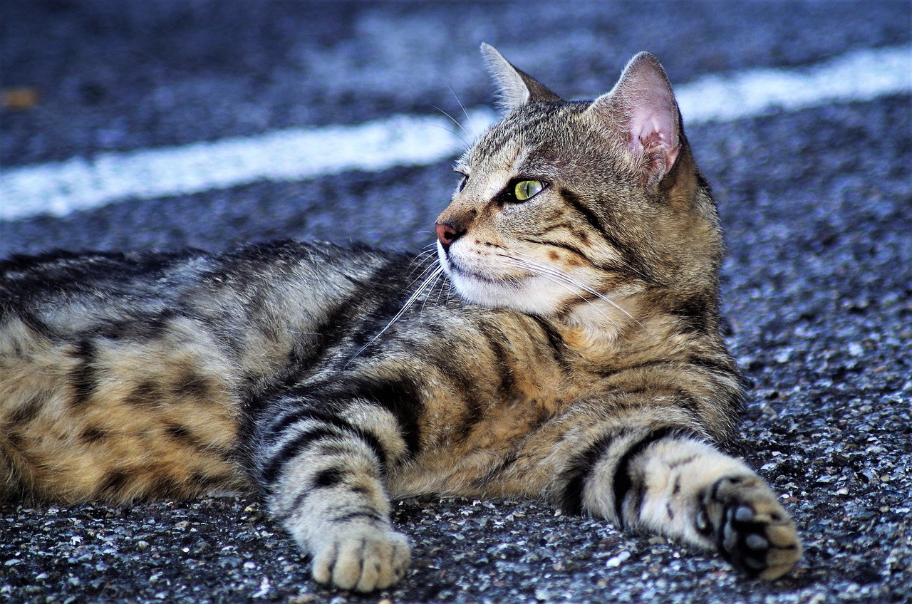 a cat that is laying down on the ground, by Tom Carapic, flickr, on a parking lot, portrait!!, tiger stripes, high detail!!