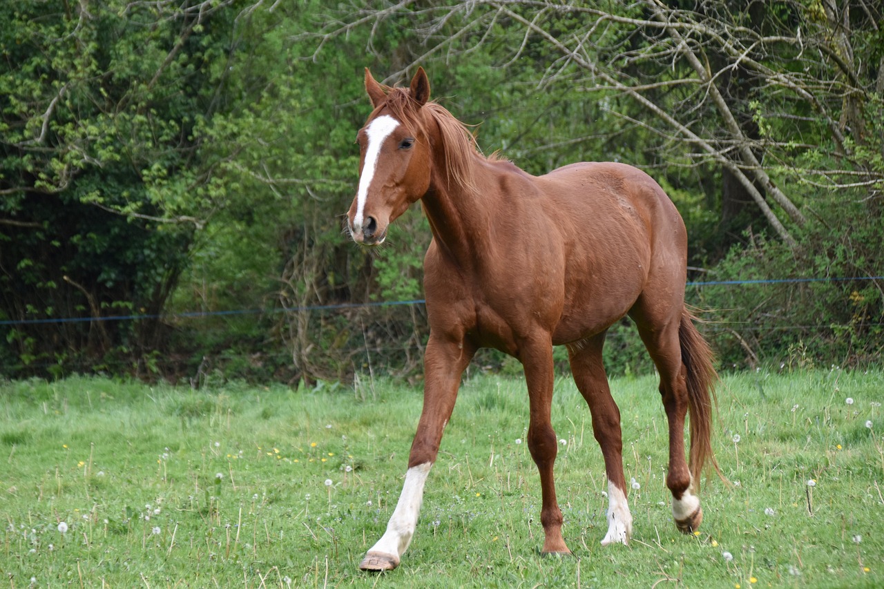 a brown horse walking across a lush green field, a portrait, two legged with clawed feet, looking to the side off camera, red hair and attractive features, taken in the early 2020s