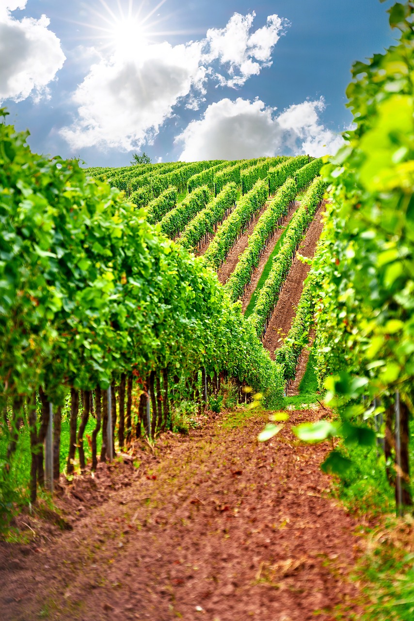 a vineyard filled with lots of green plants, a stock photo, by Thomas Häfner, shutterstock, award - winning crisp details ”, bottom angle, beautiful summer landscape, zig zag