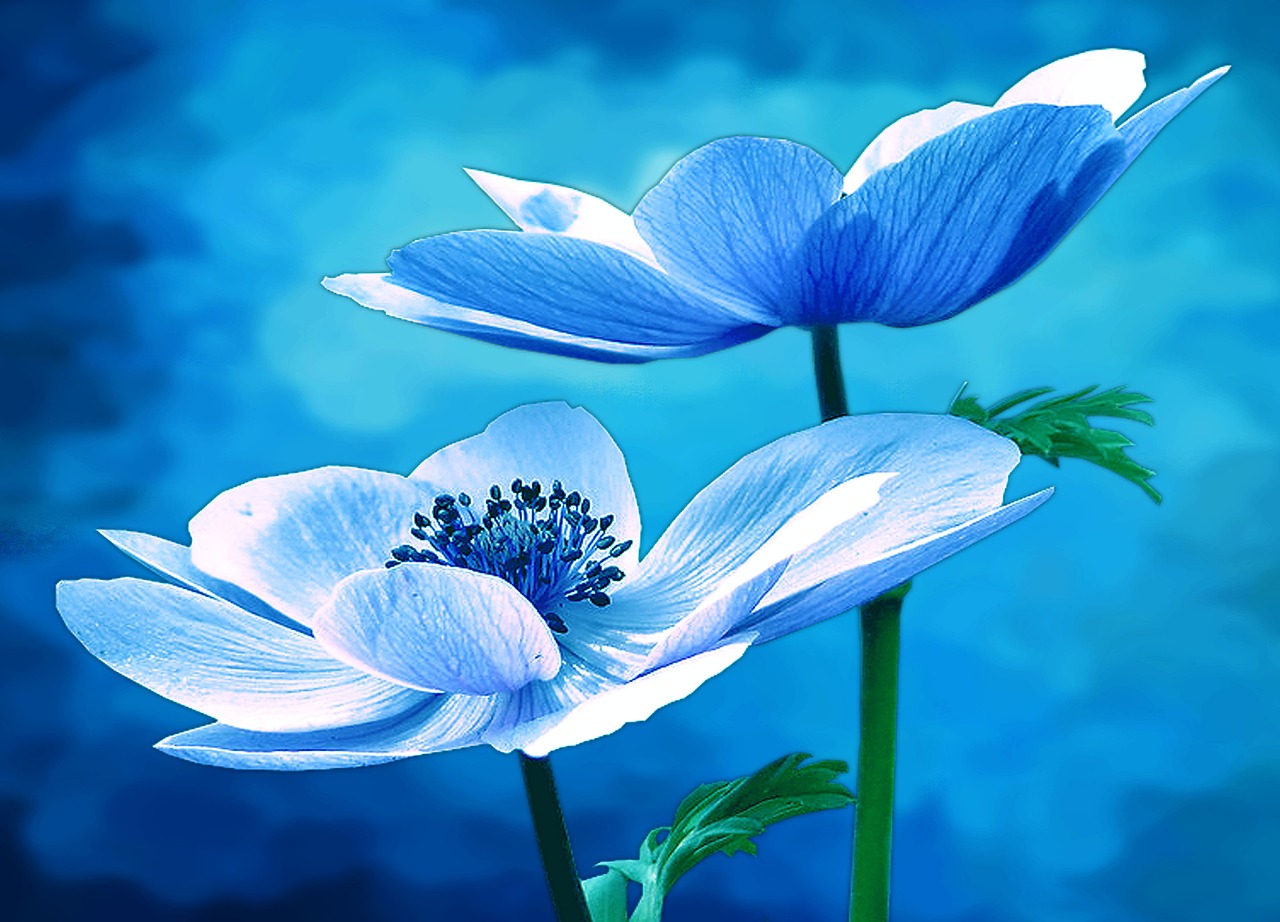 a couple of blue flowers sitting next to each other, a digital painting, by Hans Schwarz, flickr, beautiful iphone wallpaper, anemone, amazing blue background theme, !!natural beauty!!