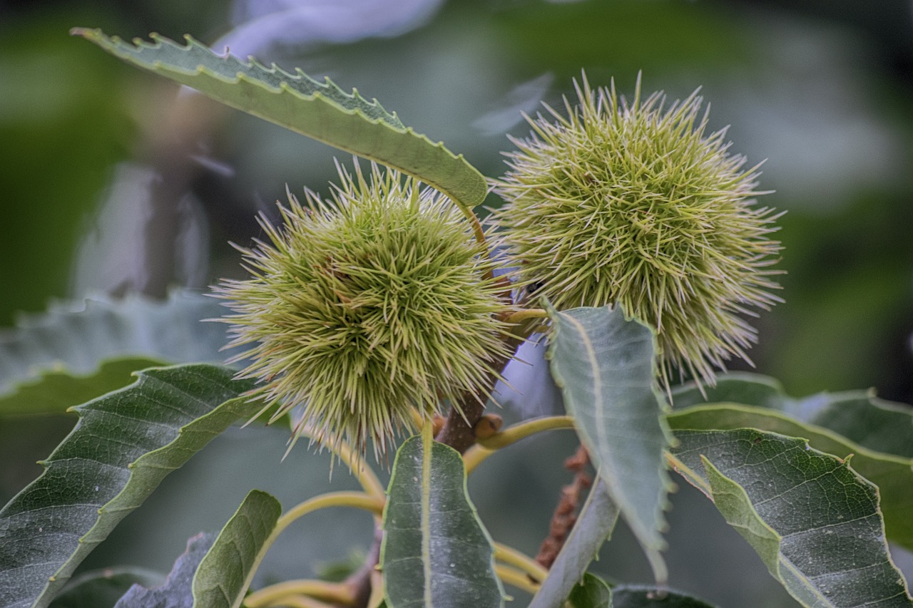 a close up of some fruit on a tree, a portrait, hurufiyya, chestnut hair, spikes on the body, hdr detail, large plants in the background