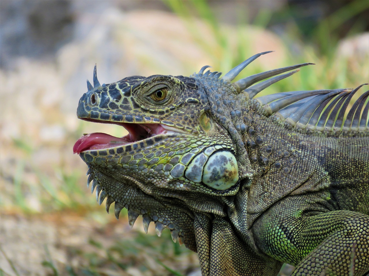 a close up of a lizard with its mouth open, a picture, by Carey Morris, pixabay contest winner, iguana, 🦩🪐🐞👩🏻🦳, by greg rutkowski, jamaican