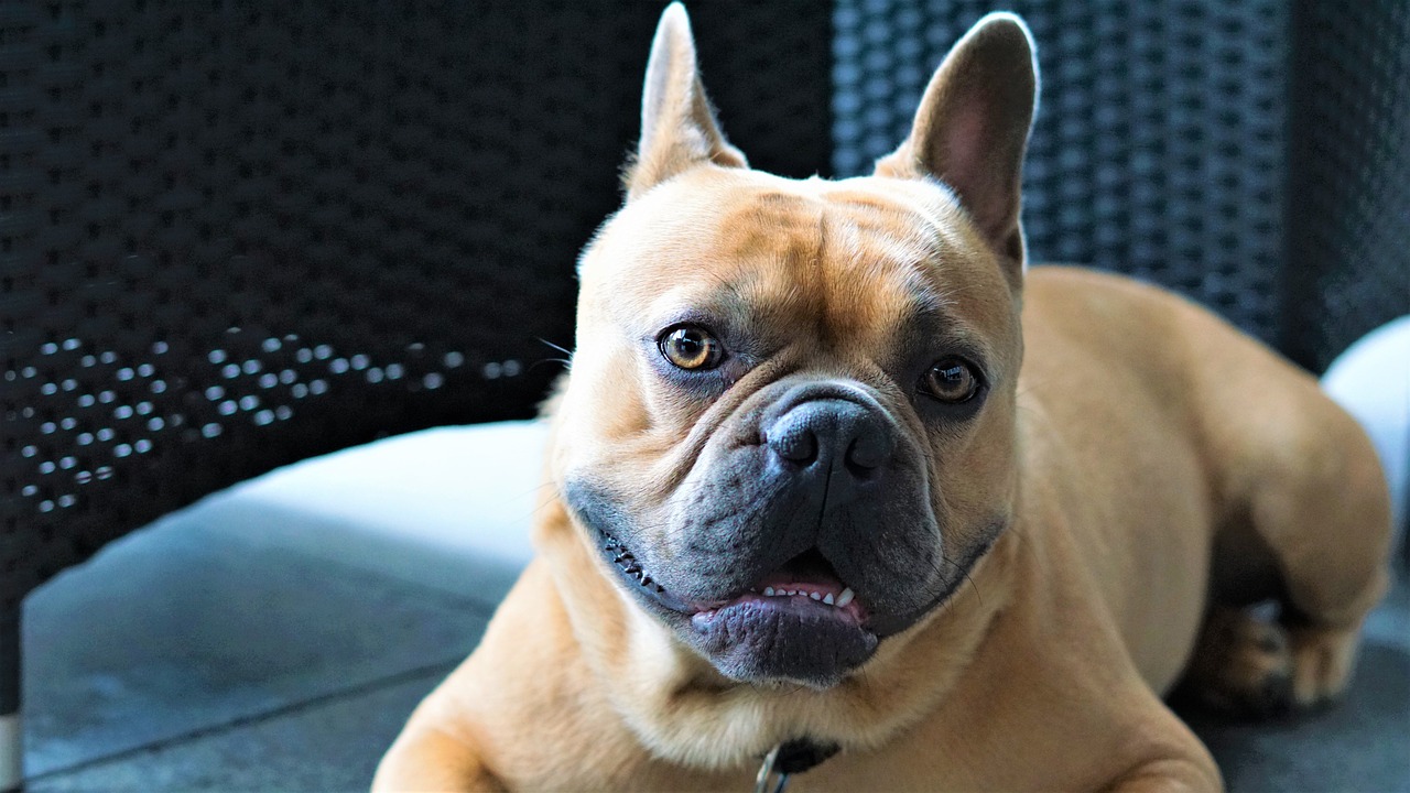 a dog that is laying down on a chair, by Emma Andijewska, pexels, french bulldog, closeup at the face, beefy, grinning lasciviously