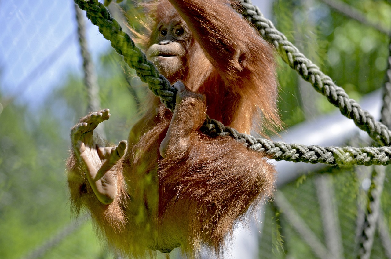 a baby oranguel hanging from a rope, by Dietmar Damerau, flickr, sumatraism, waving arms, in the zoo exhibit, swedish, palm