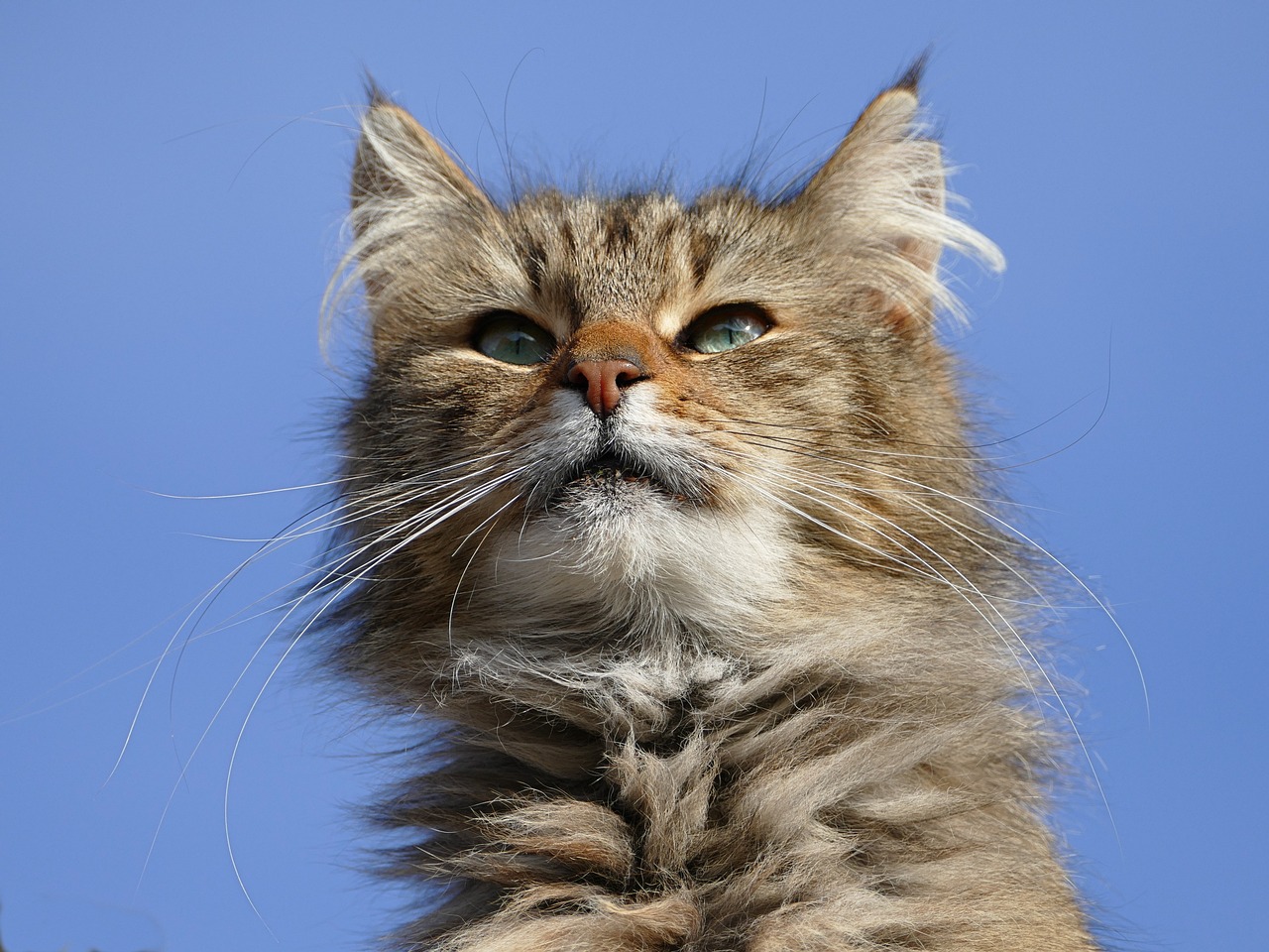 a close up of a cat with a blue sky in the background, by Dave Allsop, flickr, furry art, wind in hair, majestic pose, top down photo, solemn expression