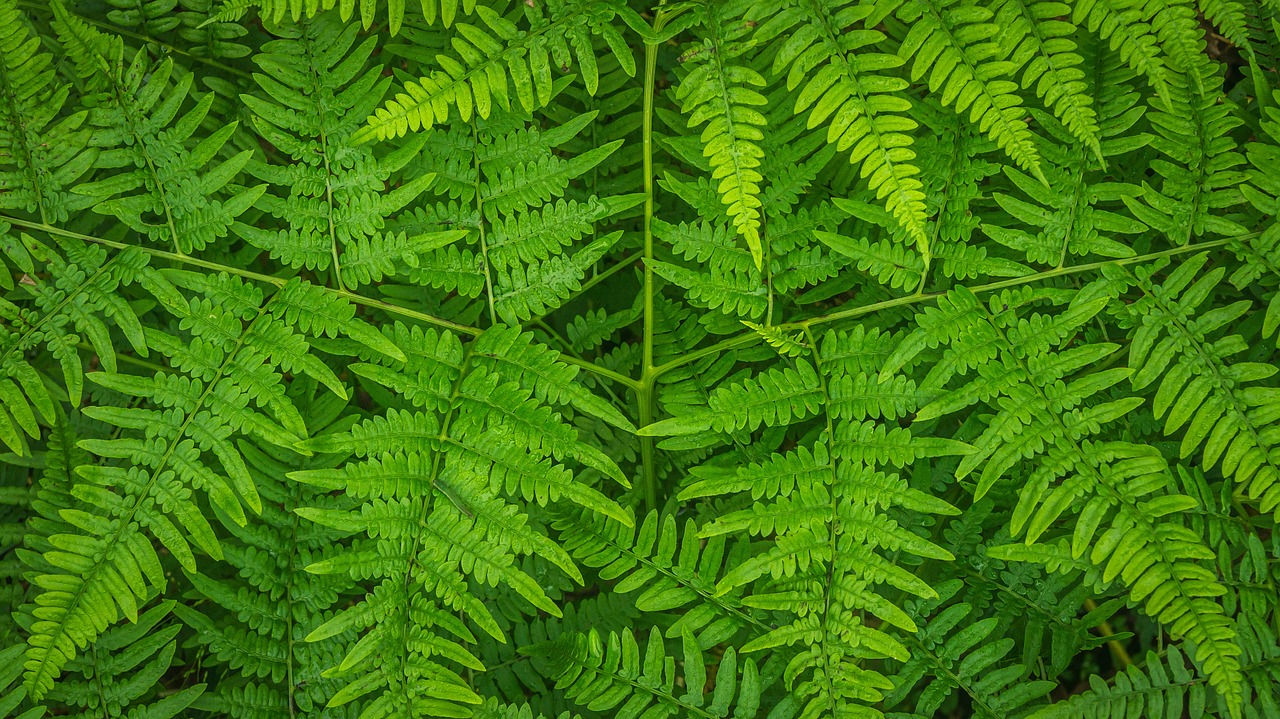 a close up of a plant with lots of green leaves, by Richard Carline, fern, high angle closeup portrait, symmetrically, educational