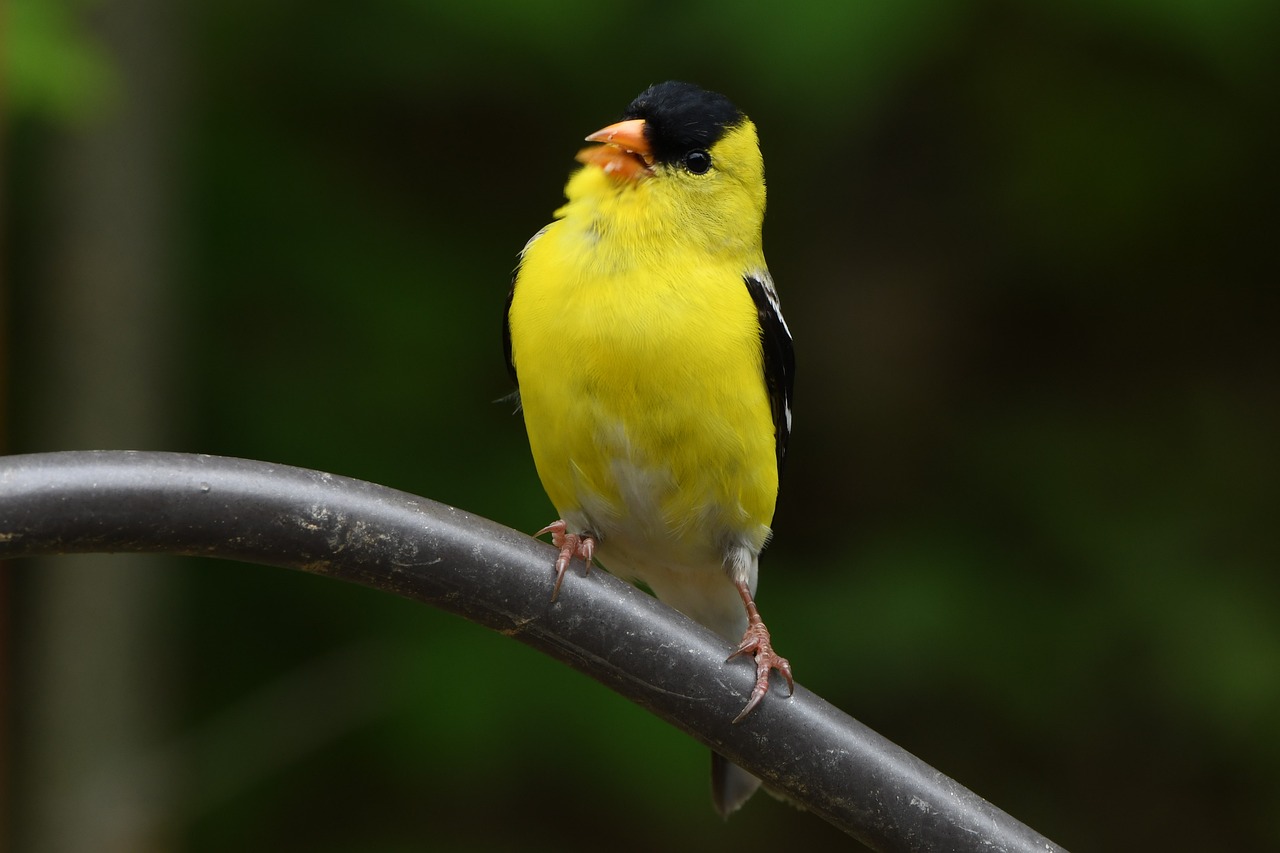 a yellow bird sitting on top of a metal pole, a portrait, half - length photo, his nose is a black beak, sitting on a curly branch, flash photo