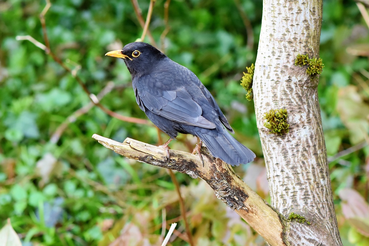 a black bird sitting on top of a tree branch, a picture, by Robert Brackman, pixabay, cornwall, gilt-leaf winnower, village, spectacled