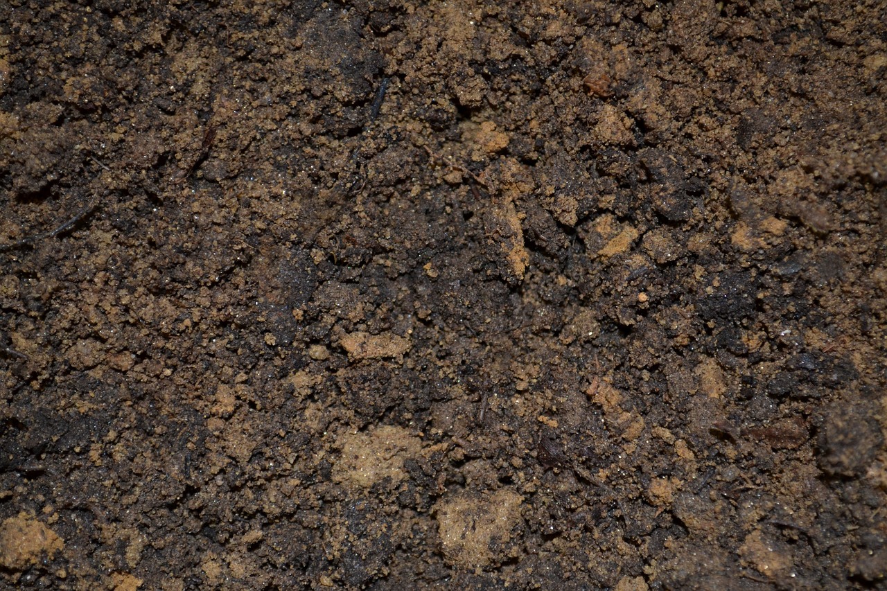 a close up of a pile of dirt, by Adam Chmielowski, reddit, renaissance, megascans texture, big island, high quality photo, high detailed photo