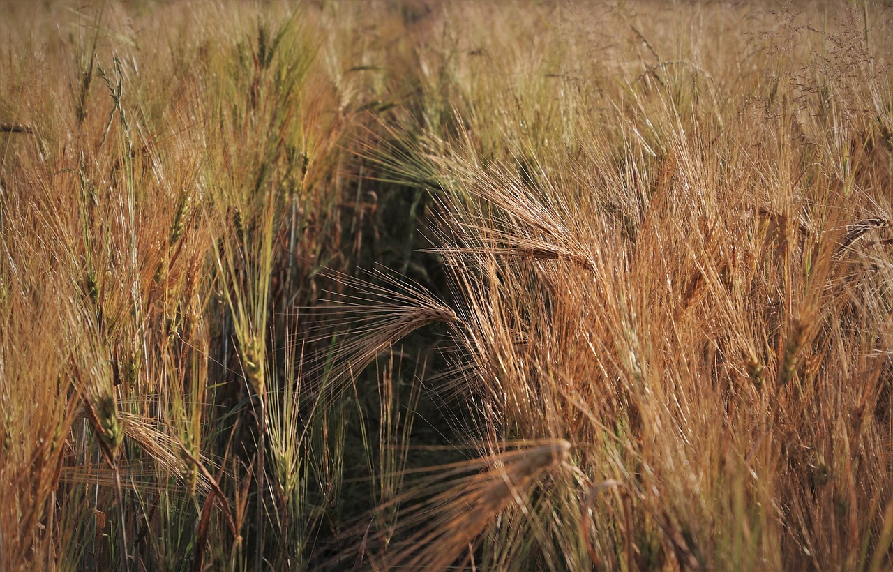 a close up of a field of wheat, by Stefan Gierowski, hurufiyya, bangalore, mid-20s, late afternoon, on an alien grassland