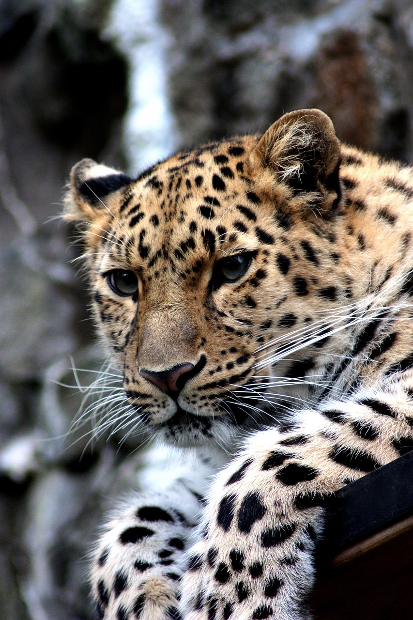 a close up of a leopard laying on a bench, by Anna Haifisch, flickr, azamat khairov, looking from shoulder, sofya emelenko, good looking face