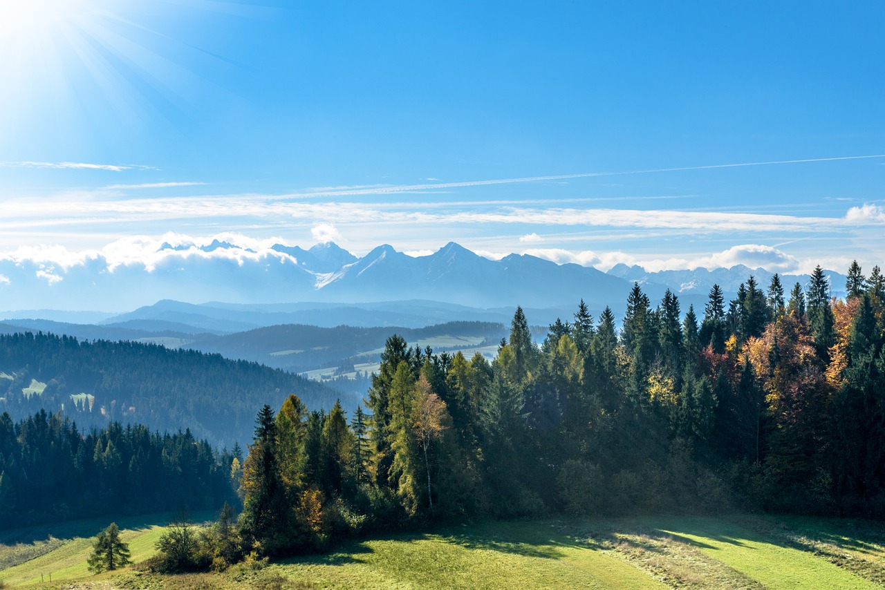 a herd of cattle grazing on top of a lush green hillside, a tilt shift photo, by Sigmund Freudenberger, shutterstock, romanticism, distant mountains lights photo, sunny day in the forrest, autum, stock photo