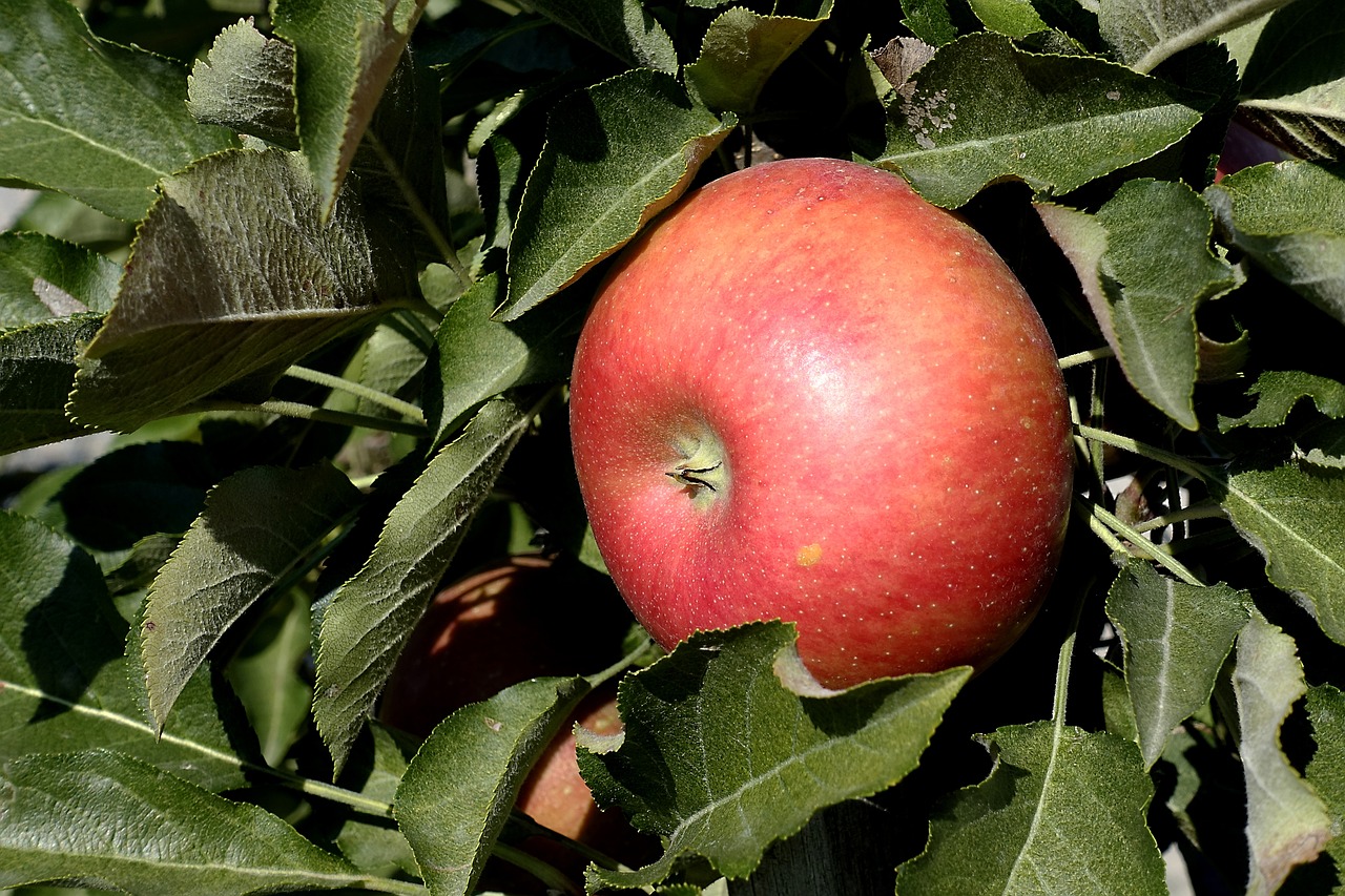 a close up of an apple on a tree, renaissance, best selling, shaded, various posed, mid shot photo