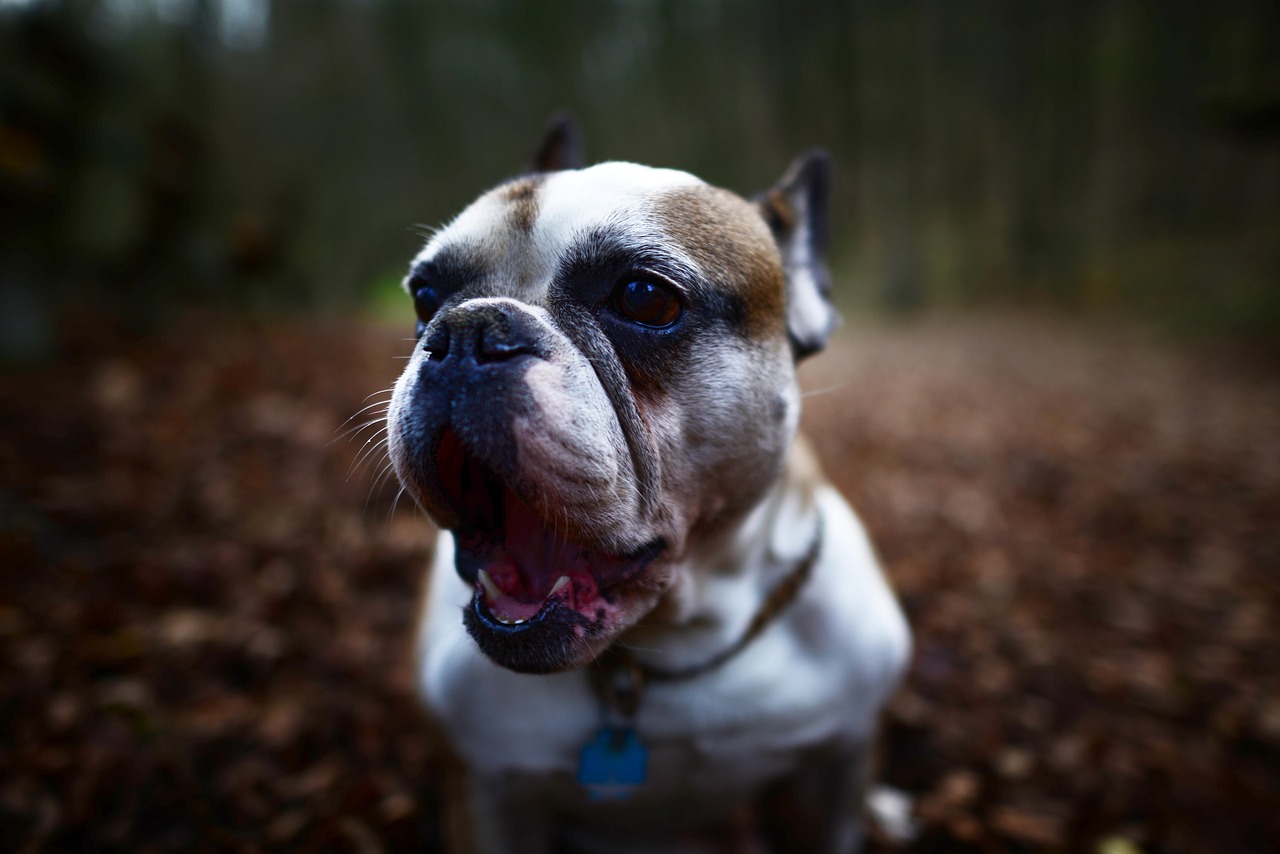 a close up of a dog with its mouth open, by Emma Andijewska, pexels, baroque, woodland, french bulldog, older male, depth of field”