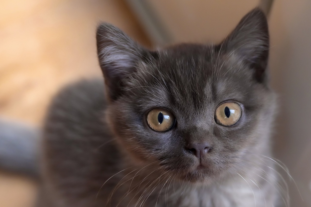 a close up of a kitten looking at the camera, a picture, dusty and smokey, profile picture 1024px, closeup photo
