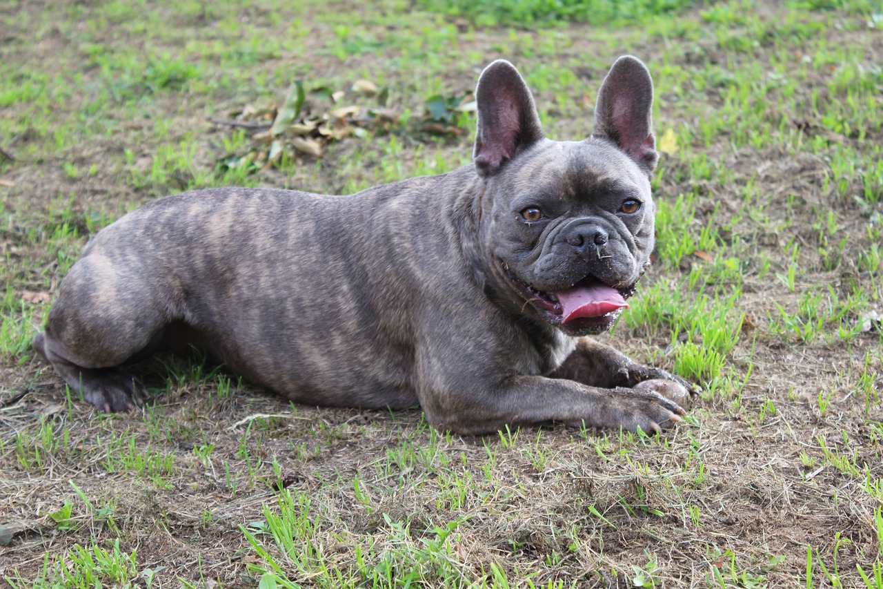 a dog that is laying down in the grass, baroque, french bulldog, weathered olive skin, photo taken in 2018, !female