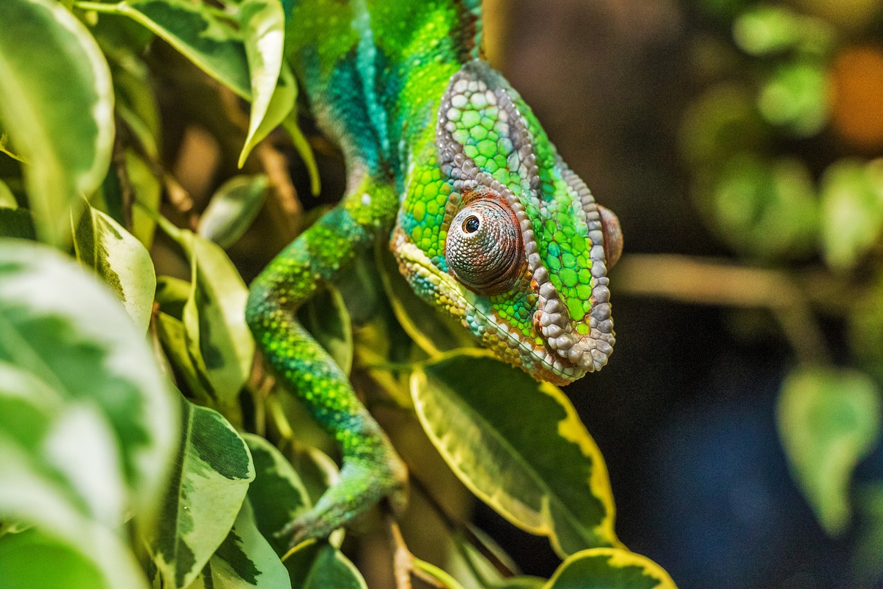 a close up of a chamelon on a tree branch, a photo, by Robert Brackman, pexels, sumatraism, skin painted with green, holographic creatures, front portrait, innocent look. rich vivid colors