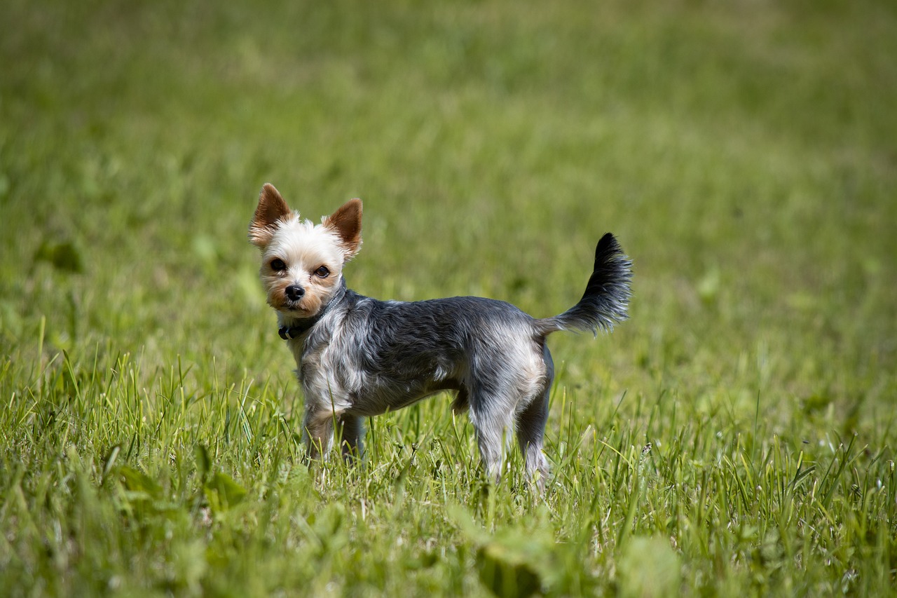 a small dog standing on top of a lush green field, a portrait, yorkshire terrier, half - length photo, a silver haired mad, tail raised