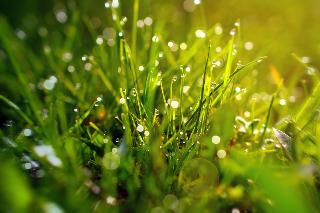 a close up of some grass with water droplets, by Mirko Rački, shutterstock, sparkles and sun rays, warm glow coming the ground, incredible hd detail, refracted sparkles