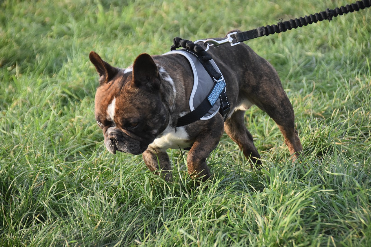 a brown and white dog walking across a lush green field, by Robert Zünd, shutterstock, french bulldog, body harness, night setting, hyperedetailed photo