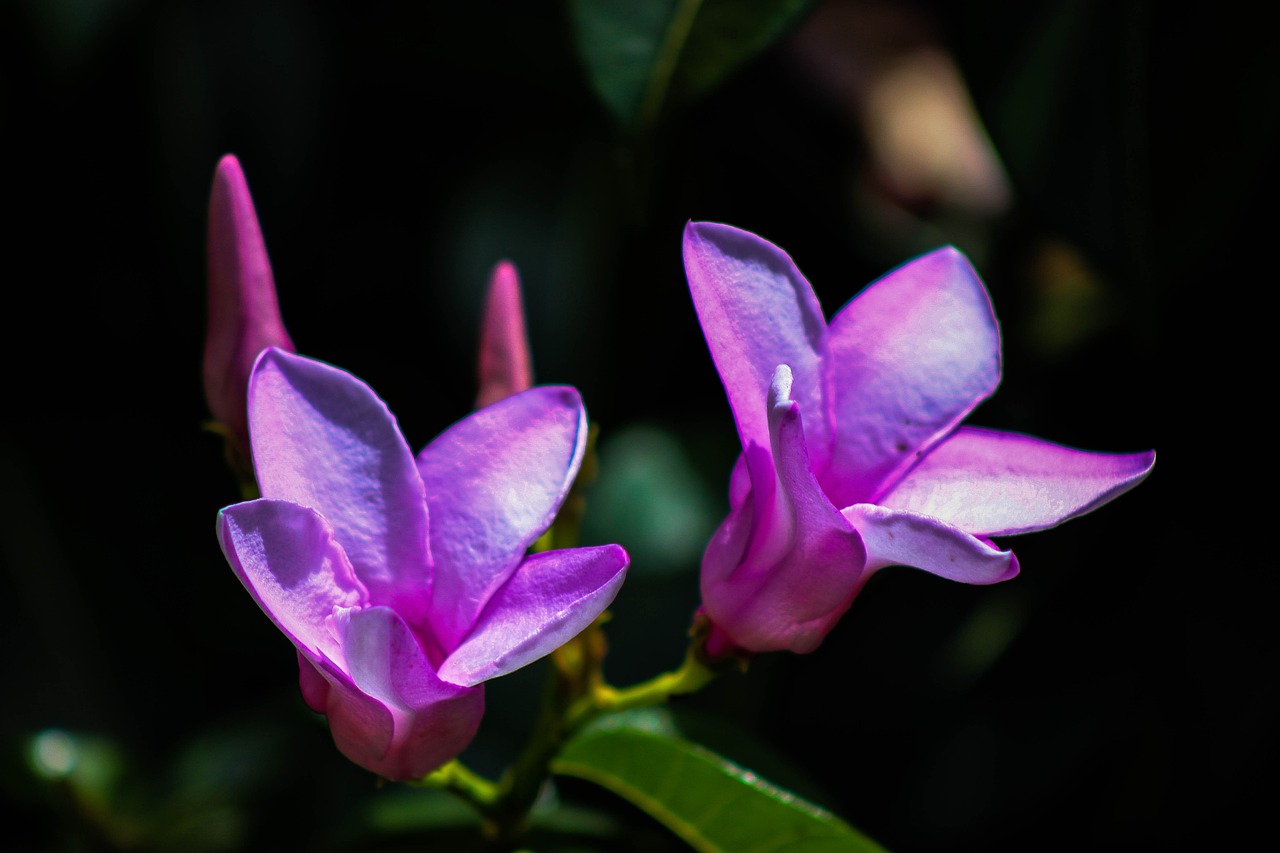 a couple of purple flowers sitting on top of a green plant, a macro photograph, by Frederik Vermehren, jasmine, vibrant pink, alabama, magnolia