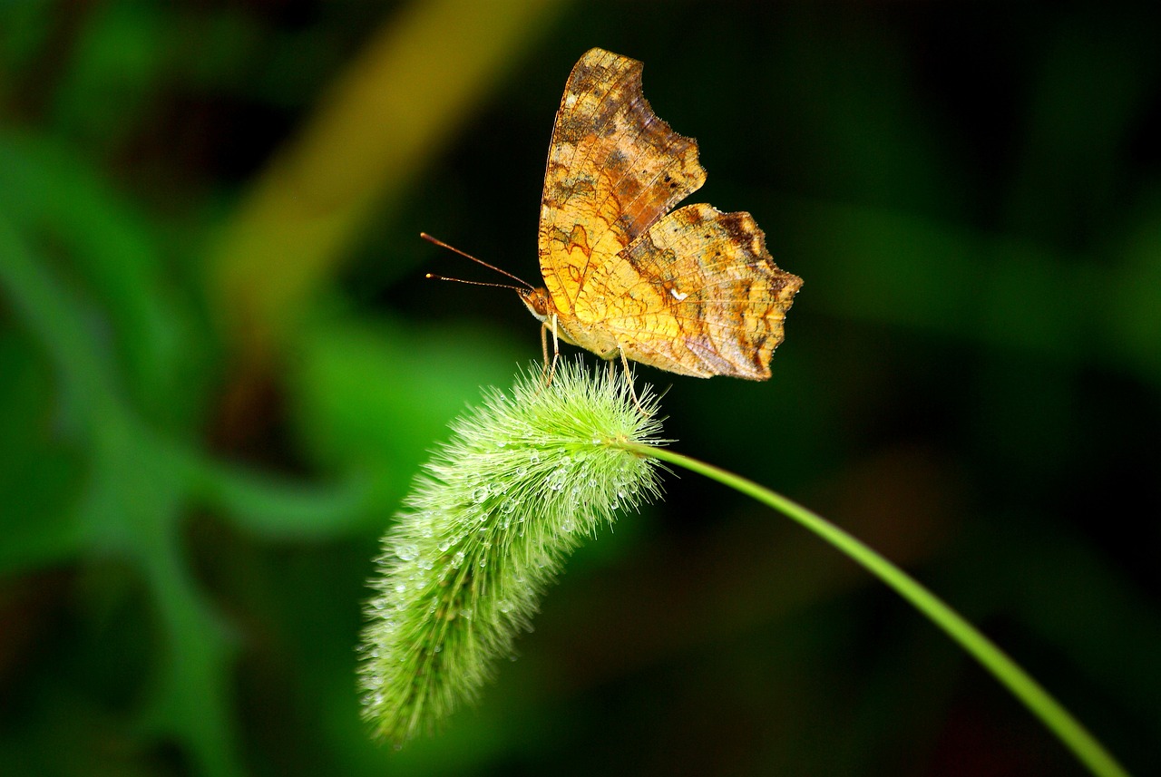 a brown butterfly sitting on top of a green plant, by Sudip Roy, flickr, sumatraism, golden glow, blade of grass, ultrafine detail ”, transformation scene