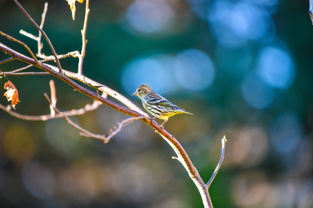 a small bird sitting on top of a tree branch, arabesque, vivid lines, american, warm glow, outdoor photo