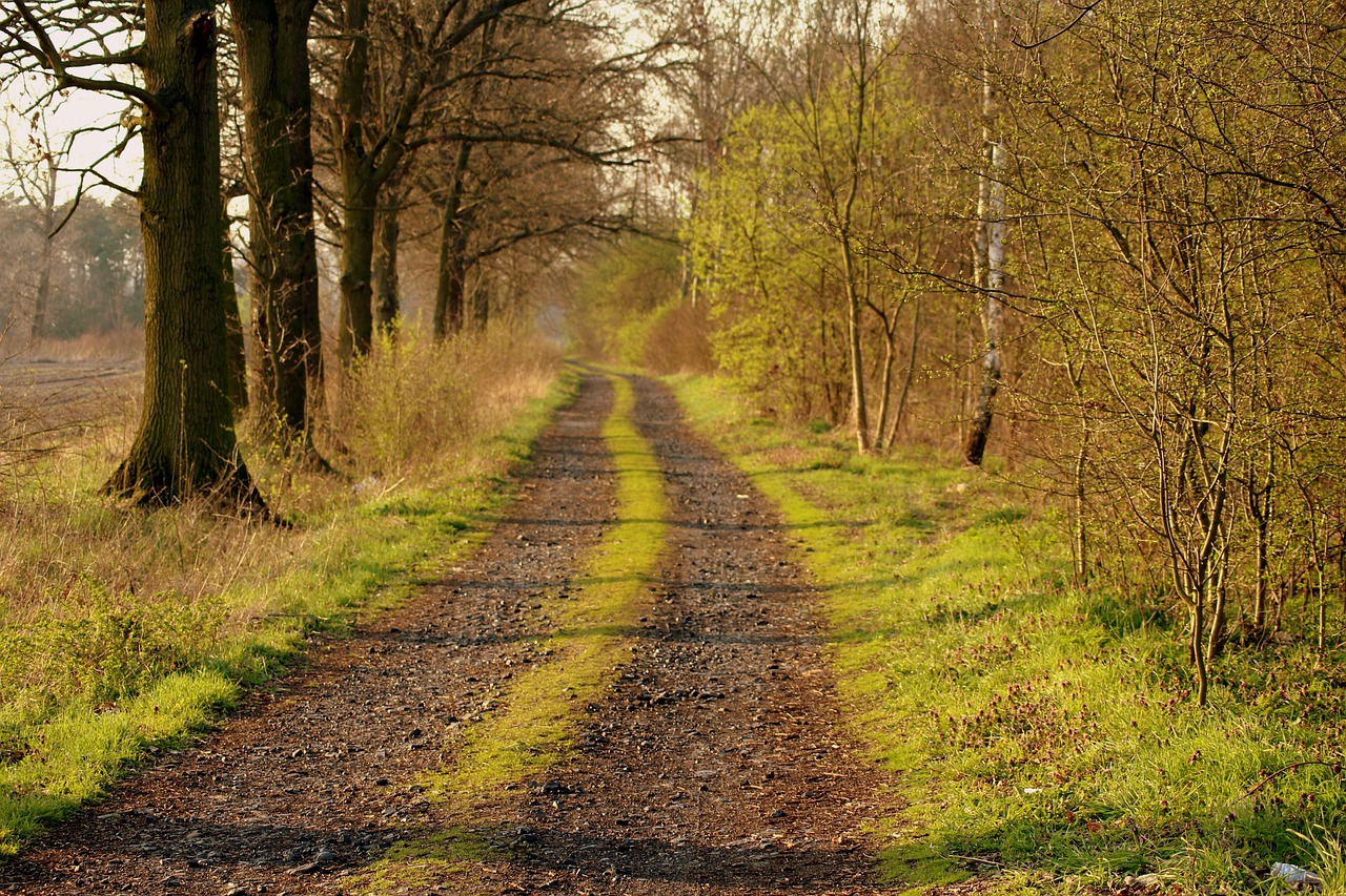 a dirt road surrounded by trees and grass, a photo, by Alfons von Czibulka, nice spring afternoon lighting, shot on sony alpha dslr-a300, early spring, rails