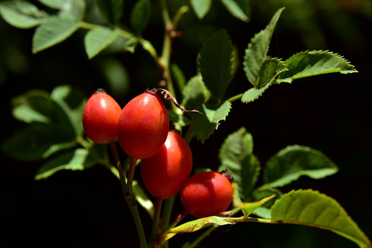 a close up of some red berries on a tree, rosa bonheurn, closeup photo, illustration, in a row