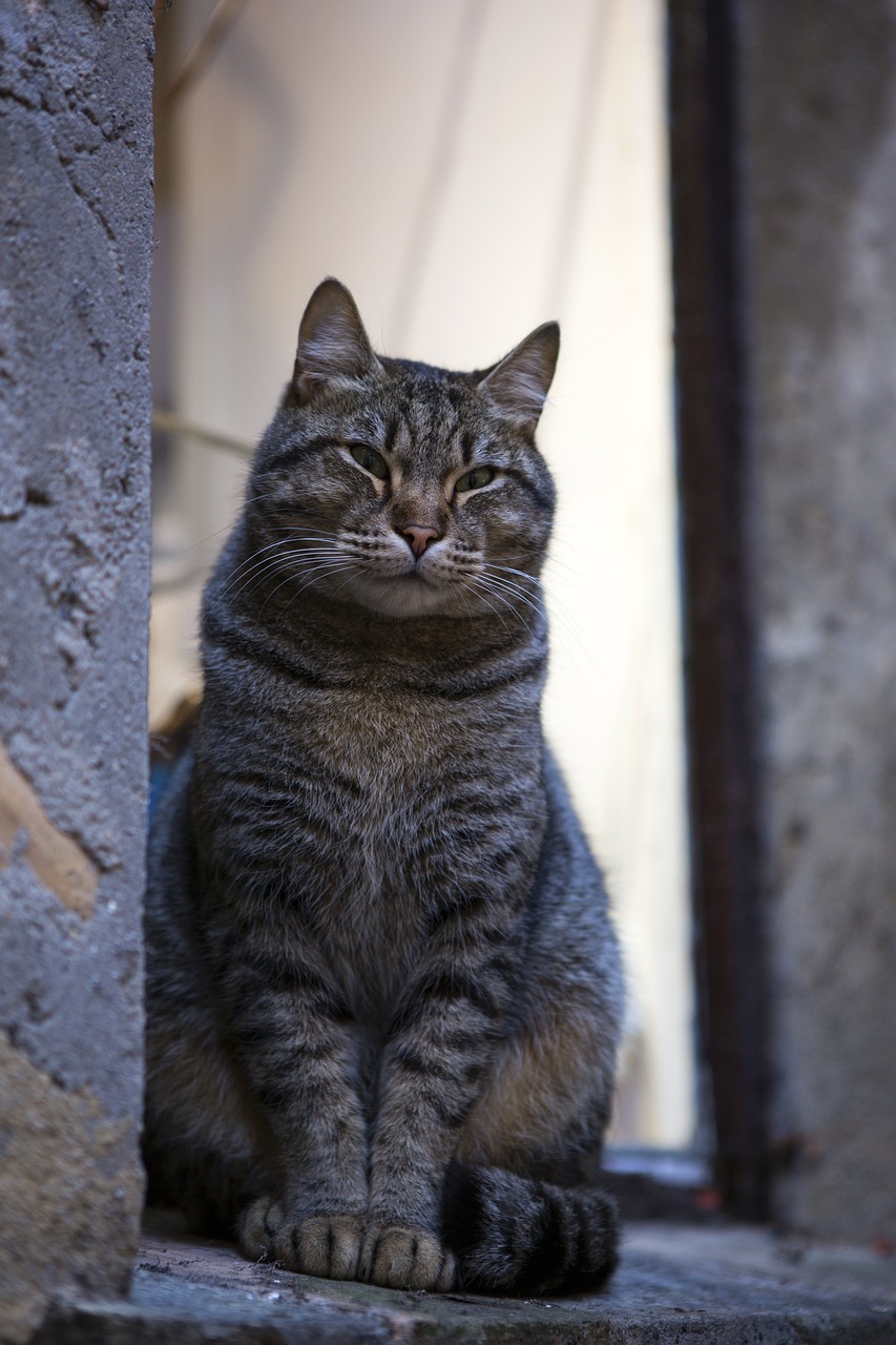 a close up of a cat sitting on a ledge, a portrait, by Jakob Gauermann, shutterstock, in an alley, stock photo, a fat, a tall