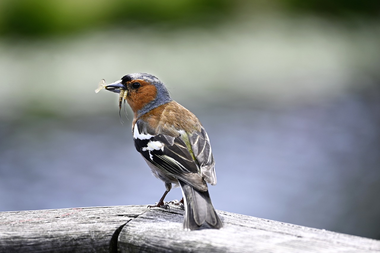 a small bird with a worm in its mouth, a photo, by Jens Jørgen Thorsen, pixabay contest winner, hurufiyya, on a wooden plate, wikimedia commons, ornately dressed, dad