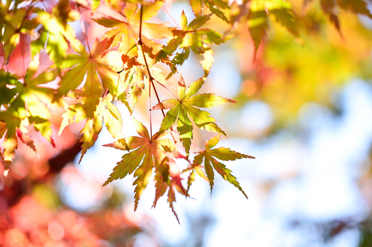 a close up of leaves on a tree, a picture, by Maeda Masao, pexels, sōsaku hanga, seasons!! : 🌸 ☀ 🍂 ❄, japanese maples, painted pale yellow and green, [ realistic photo ]!!