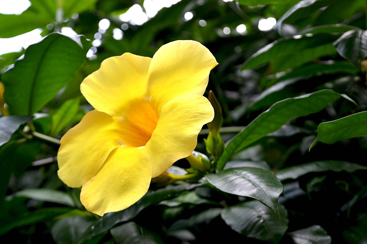 a close up of a yellow flower on a tree, by Yi Jaegwan, flickr, hurufiyya, large jungle flowers, lush garden leaves and flowers, morning glory flowers, angel's trumpet