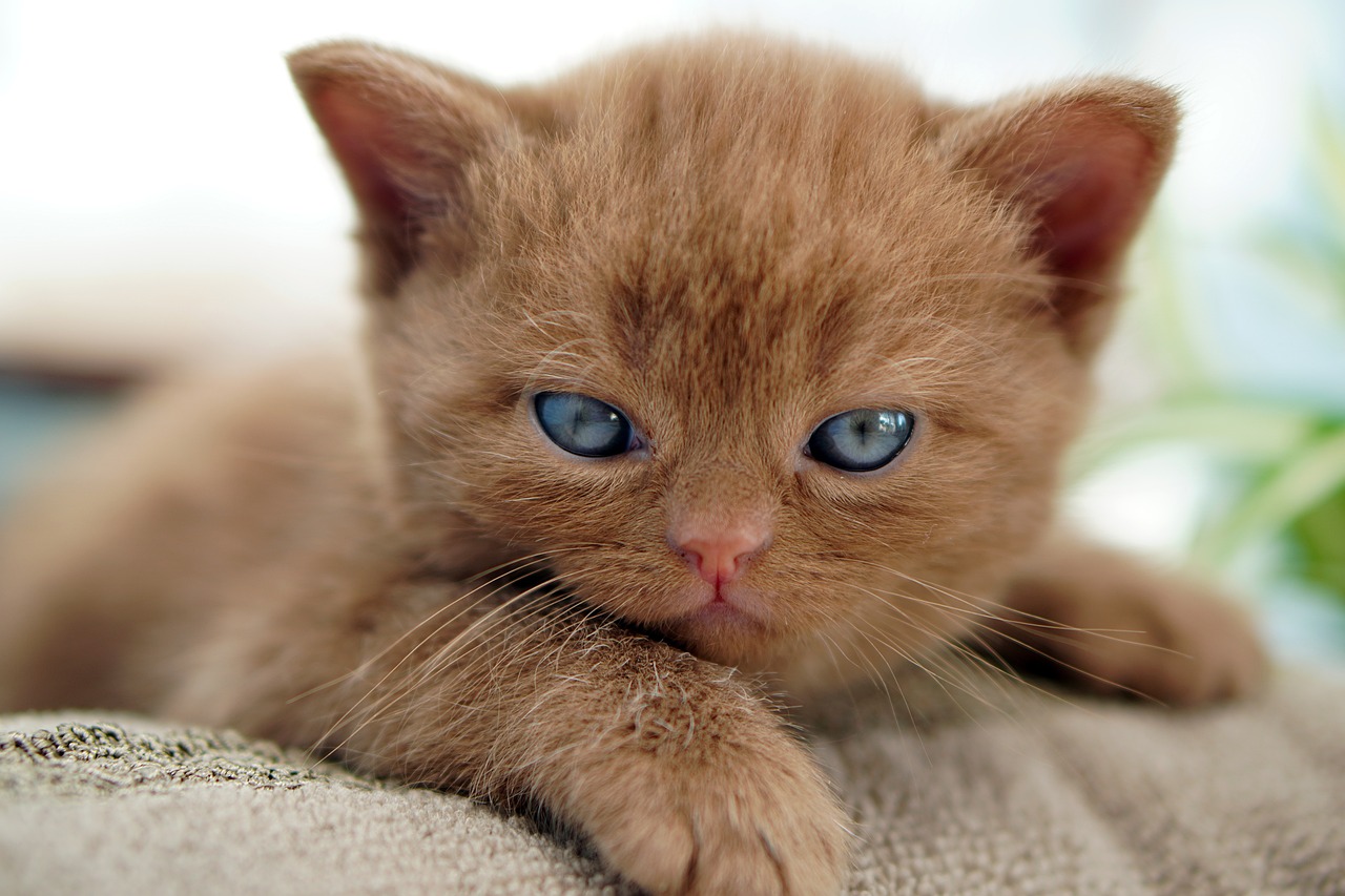 a close up of a cat laying on a couch, flickr, has two adorable blue eyes, miniature kitten, red head, very very highly detailed