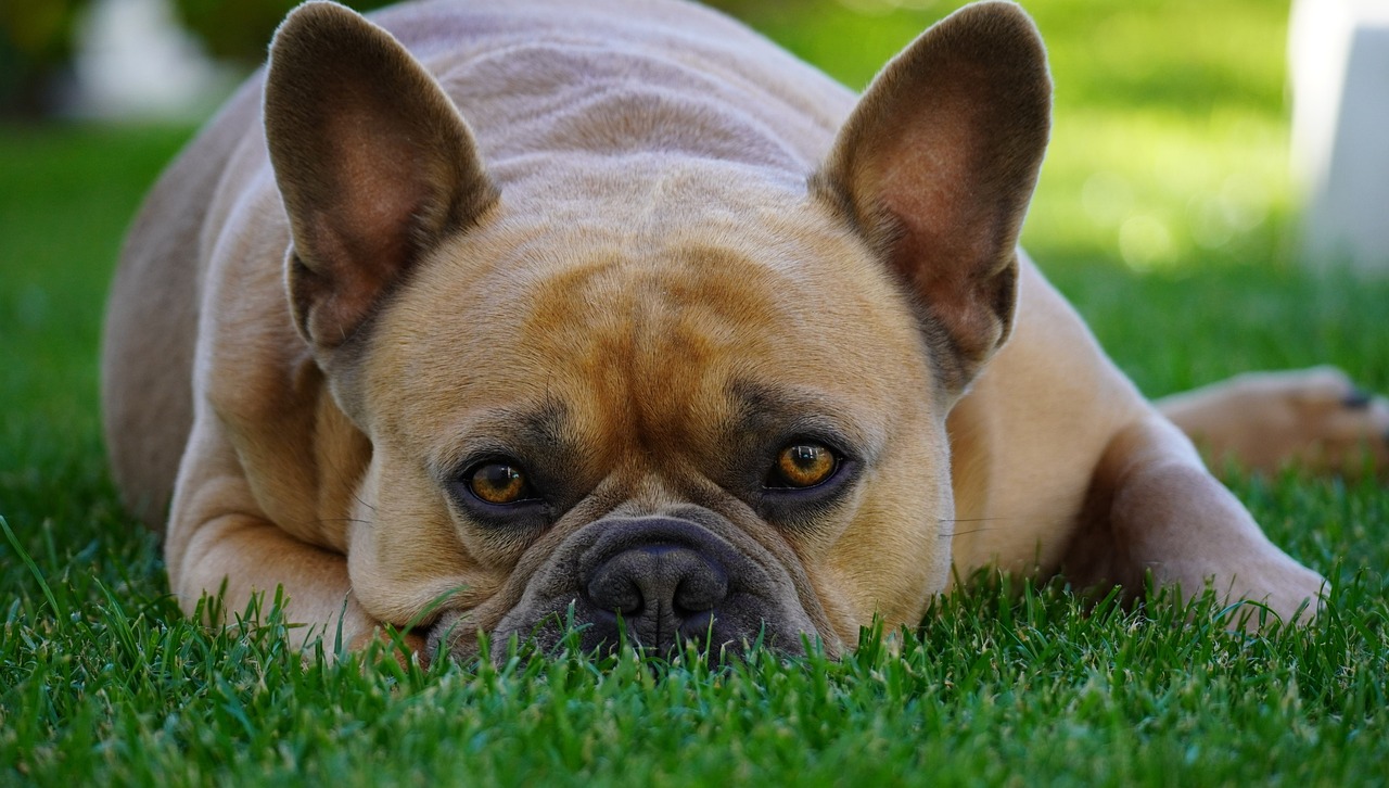 a close up of a dog laying in the grass, a portrait, by Jan Rustem, pixabay contest winner, renaissance, french bulldog, frown!, portrait shot 8 k, wallpaper - 1 0 2 4