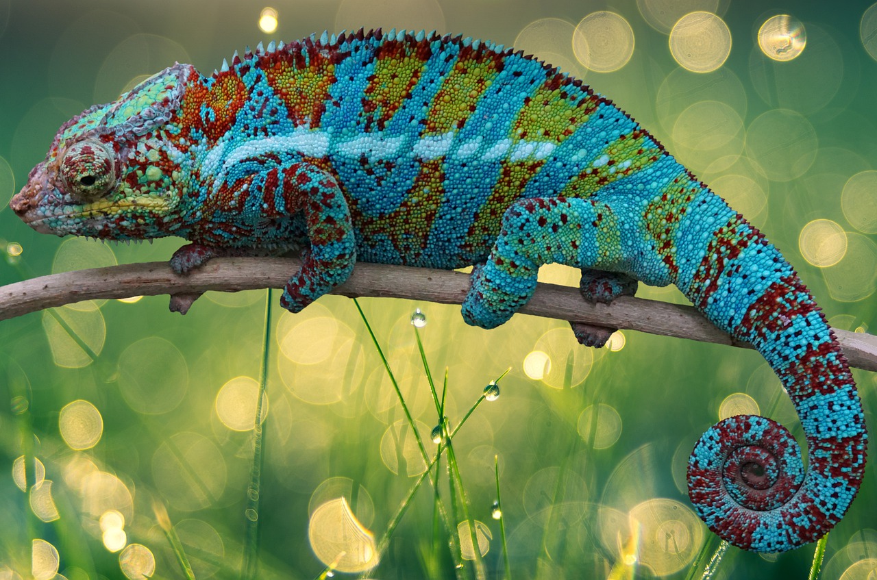 a close up of a chamelon on a branch, a photorealistic painting, by Adam Marczyński, shutterstock, fantastic realism, in the rain in the early evening, chameleon, blue realistic 3 d render, extreme bokeh