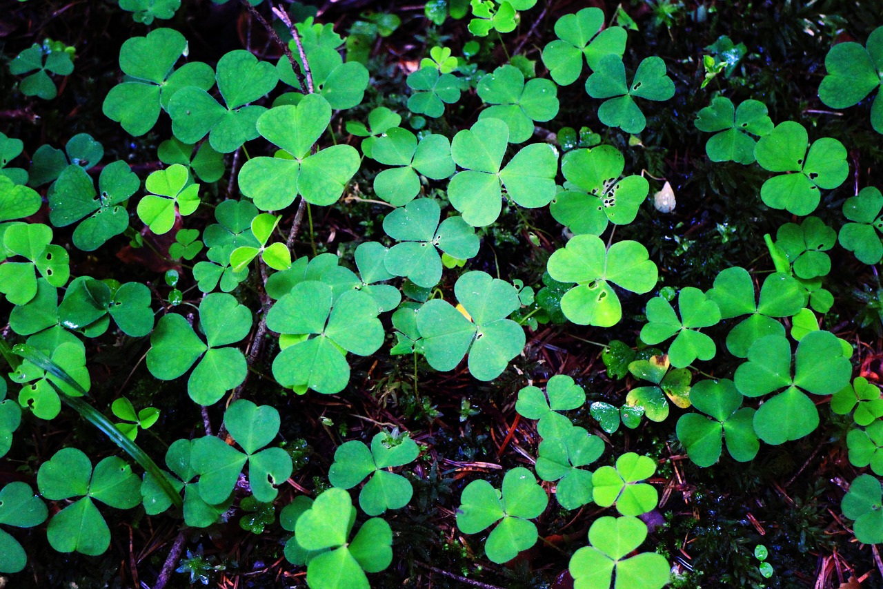 a close up of a bunch of green leaves, by Dietmar Damerau, hurufiyya, background full of lucky clovers, alaska, portra 8 0 0 ”, high quality image”