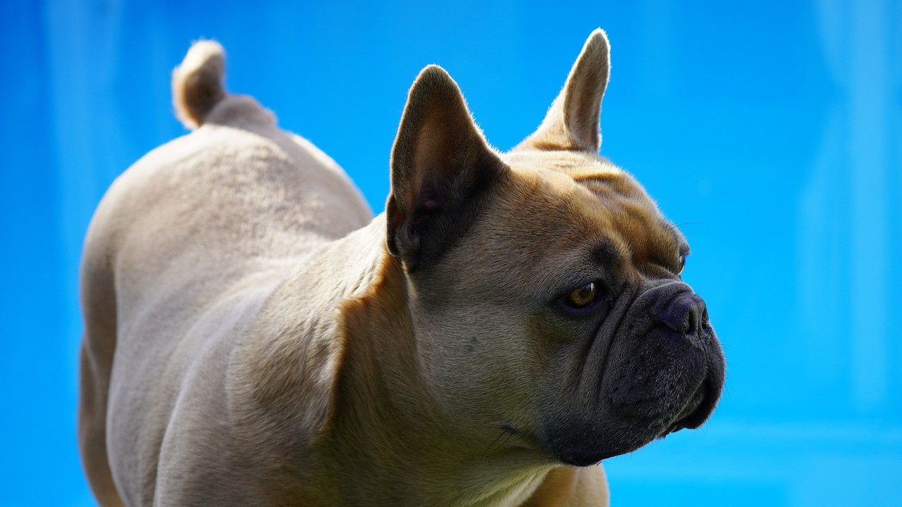 a brown dog standing on top of a lush green field, a portrait, shutterstock, surrealism, french bulldog, with a blue background, profile close-up view, 4k photo”